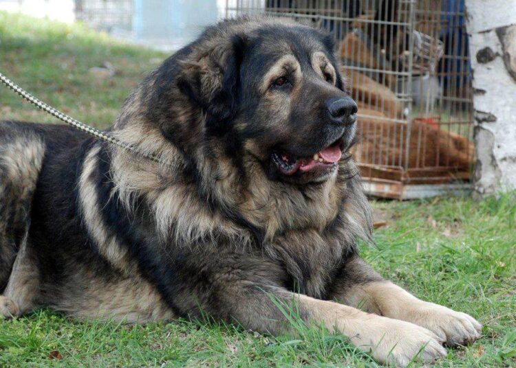 Qen Sharri dhe Qen Stani – Si mund ti diferencojmë midis racave?