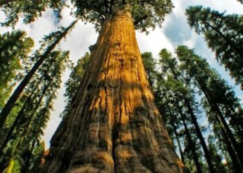 Pema me e larte ne bote ne Quick Albania