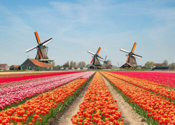 tulipanet e amsterdamit parfumet e pranveres quick albania