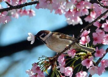 parashikimi i motit quick albania