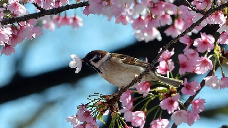 parashikimi i motit quick albania