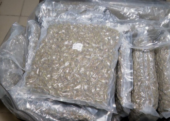 ‘Yellow Zushi’/ Rrezikshmëria e drogës tajlandeze në tregun shqiptar – Shitet 10-fish më shumë se një dozë kanabis për shkak të…